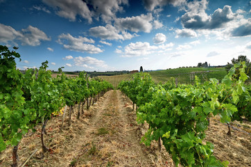 Fototapeta na wymiar rows of vineyards in Tuscany with blue cloudy sky in summer season. Chianti region in Italy.