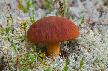 Cep - Edible mushroom. White reindeer moss. Photo taken in the forest of the Arkhangelsk region, Russia