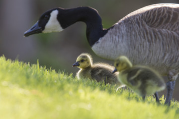 Canada Geese  goslings 