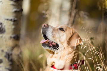 Portrait of a jappy Labrador retriever, looking up.