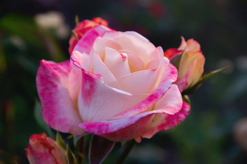 Close-up of garden rose