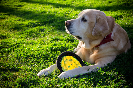 Adorable, handsome payful yellow male labrador retriever sitting on the grass