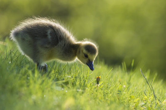 Canada Geese  goslings 