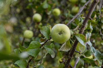 Ripe green apples on a branch. Variety Antonovka.