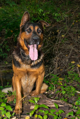 German shepherd walking in the autumn forest