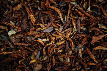 Withered foliage of a chestnut tree.