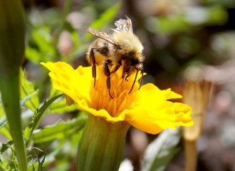 Bumblebee on a yellow flower
