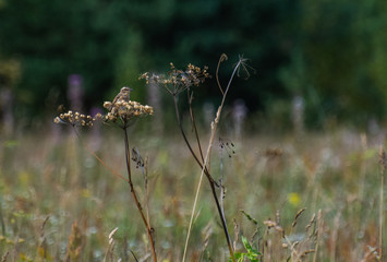 Sparrow on a branch of grass