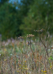 Sparrow on a branch of grass