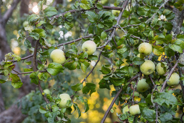 A bunch of ripe green apple varieties Antonovka on a branch illuminated by the morning sun. 