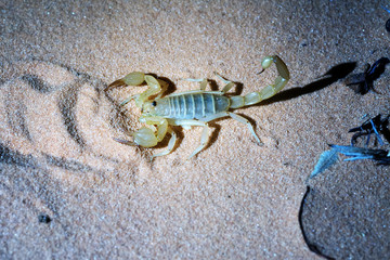 Night photographing of a scorpion with flash light.  Hadrurus arizonensis,  Giant Desert Hairy Scorpion.