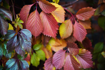 Yellow-red branch with leaves of grapes.
