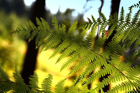ferns in a forest