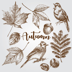Autumn elements set in a sketch style isolated on white background. Hand drawn Autumn leaves, birds, acorn, chestnut vector illustration. - 223429386