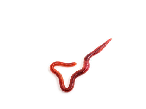 worm on a white background