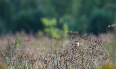 Obraz na płótnie Canvas Sparrow on a branch of grass