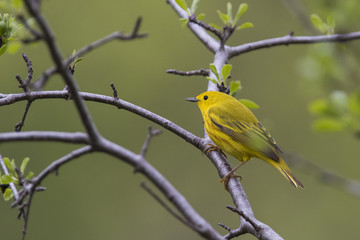 Yellow warbler (Setophaga petechia) in spring