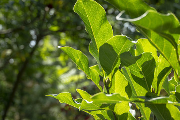 Macro of a green texture of Magnolia Susan leaves. Through them the sun shines. Causes a joyful feeling. Nature concept for design