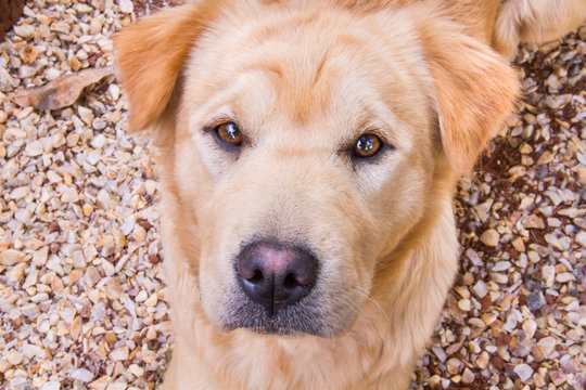 portrait of dog, retrato de cachorro