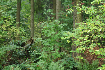 mountain ash and elder shrub in forest