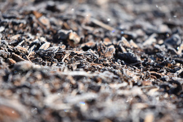 frosted winter ground 2