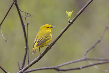 Yellow warbler (Setophaga petechia) in spring