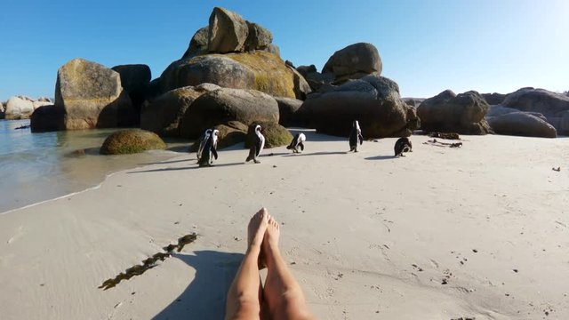 POV, lying on beach near African Penguins