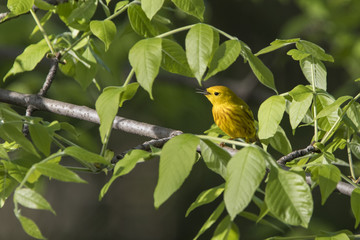 Yellow warbler (Setophaga petechia) in spring