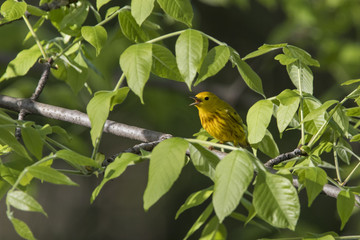 Yellow warbler (Setophaga petechia) in spring