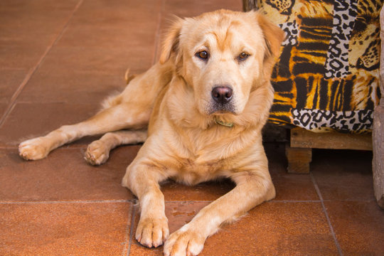 dog pose , cachorro em pose