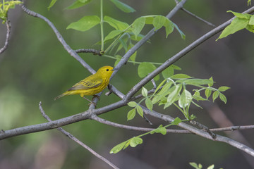 Yellow warbler (Setophaga petechia) in spring