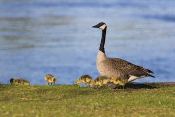 Canada Geese  goslings 
