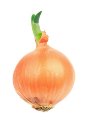 Green sprouted onion isolated on white background