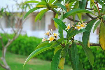 Fototapeta premium blooming white plumeria flowers