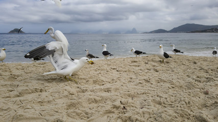Obraz premium It is a pleasure to watch the free flight and competition for eat, of the gulls Larus dominicanus and egrets Ardea alba, visiting the beach of Itaipu, in Niterói, Rio de Janeiro.