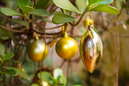 branch of a christmas tree, galho de &aacute;rvore de natal brasileira