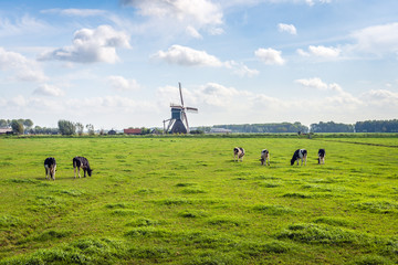 Typical Dutch polder landscape with a grazing cows in the meadow - Powered by Adobe