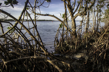 Red Mangrove