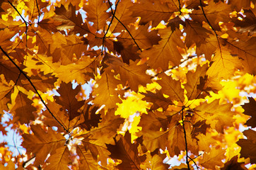 Fototapeta na wymiar Bright autumn leaves in the natural environment.
