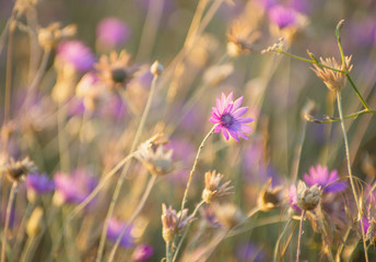 Everlasting, Immortelle or Xeranthemum annuum