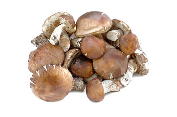 Heap of brown cap boletus lessinum scabrum isolated on white background.