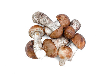 Heap of brown cap boletus lessinum scabrum isolated on white background.
