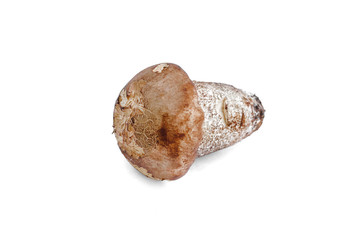 Brown cap boletus lessinum scabrum isolated on white background.