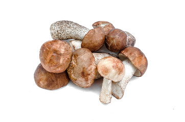 Heap of brown cap boletus lessinum scabrum isolated on white background.