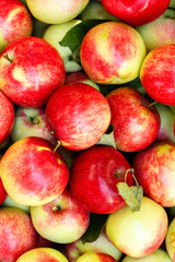 Red green apples background