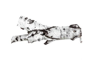 Dry birch tree branch isolated on white background.