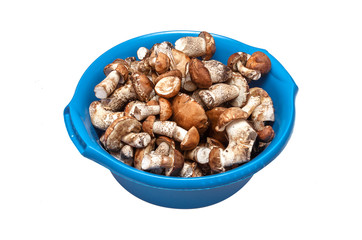 Heap of brown cap boletus leccinum scabrum in the washbowl isolated on white background.