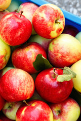Ripe red apples in a box background