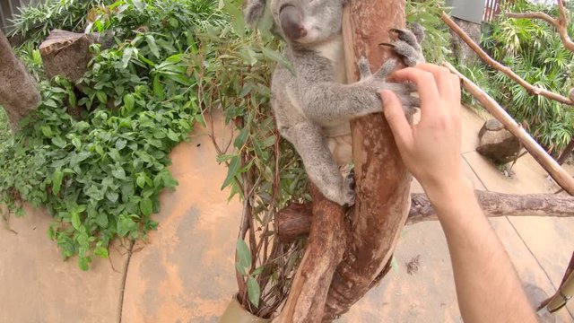 POV, person pets koala
