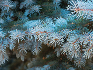 Naklejka na ściany i meble Branches of blue spruce